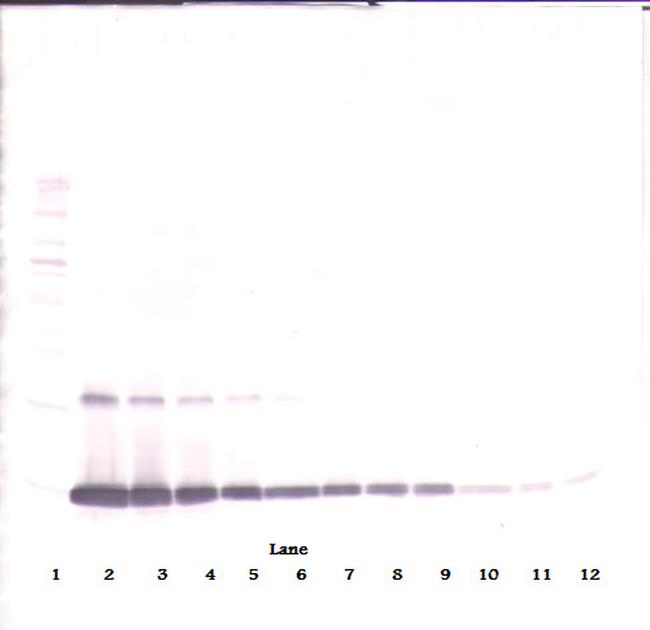 GM-CSF Antibody in Western Blot (WB)