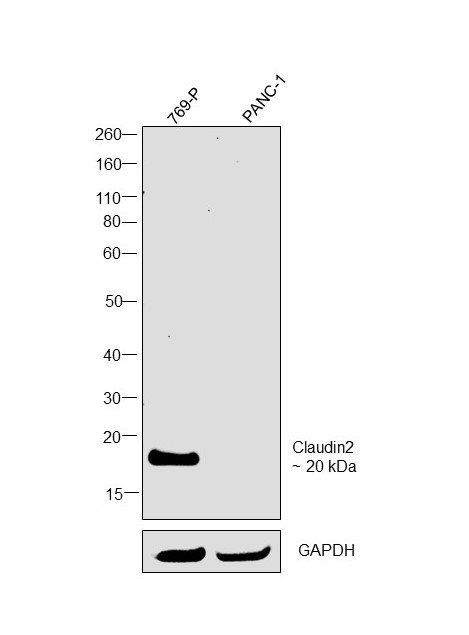 Claudin 2 Antibody