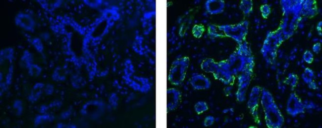 Alpha-Smooth Muscle Actin Antibody in Immunohistochemistry (Paraffin) (IHC (P))