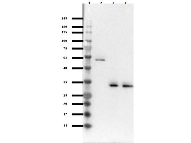 VDAC/Porin Antibody in Western Blot (WB)