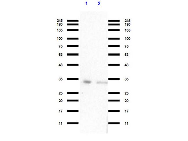 VDAC/Porin Antibody in Western Blot (WB)