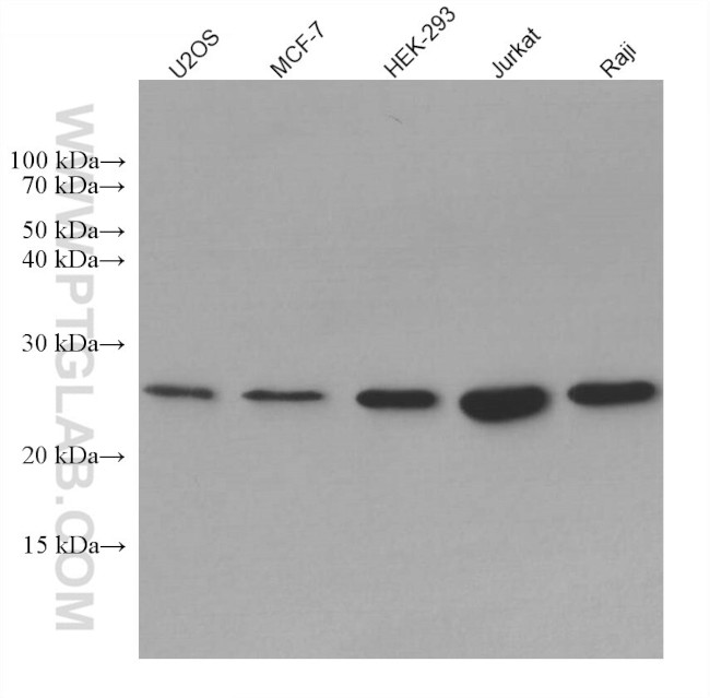 BCL2 Antibody in Western Blot (WB)