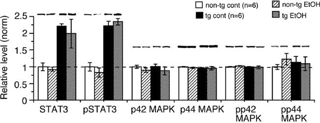 ERK1/ERK2 Antibody in Western Blot (WB)