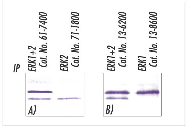 ERK1/ERK2 Antibody in Immunoprecipitation (IP)