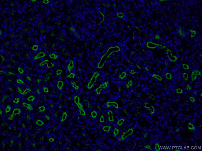 CD13 Antibody in Immunohistochemistry (PFA fixed) (IHC (PFA))