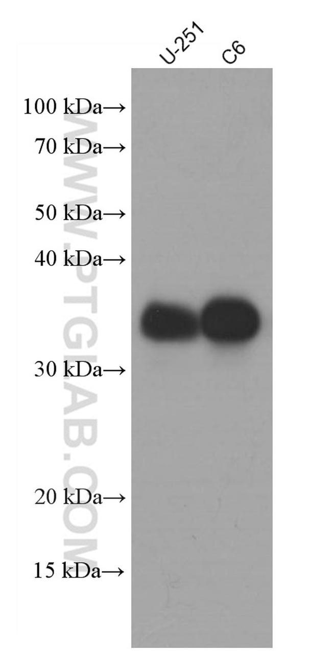 SOX2 Antibody in Western Blot (WB)