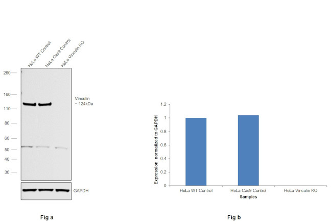 Vinculin Antibody