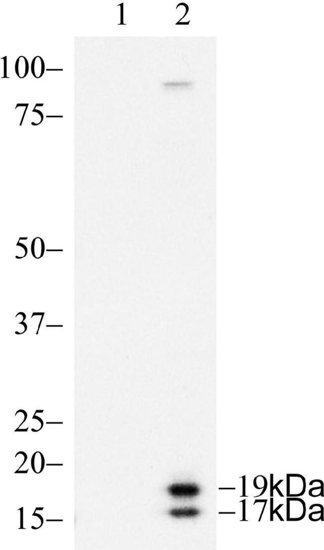 Caspase 3 Antibody in Western Blot (WB)