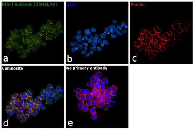 RIG-I Antibody in Immunocytochemistry (ICC/IF)