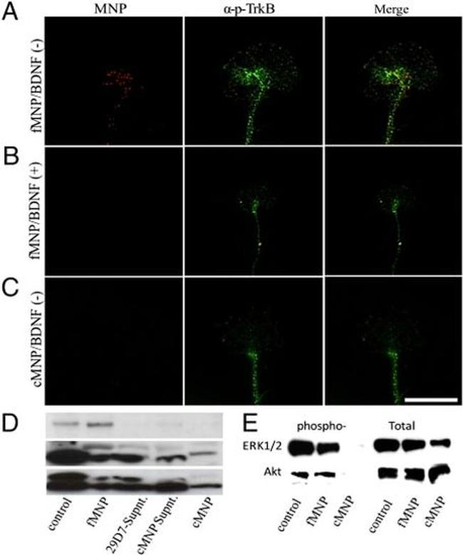 Phospho-AKT1 (Ser473) Antibody in Western Blot (WB)