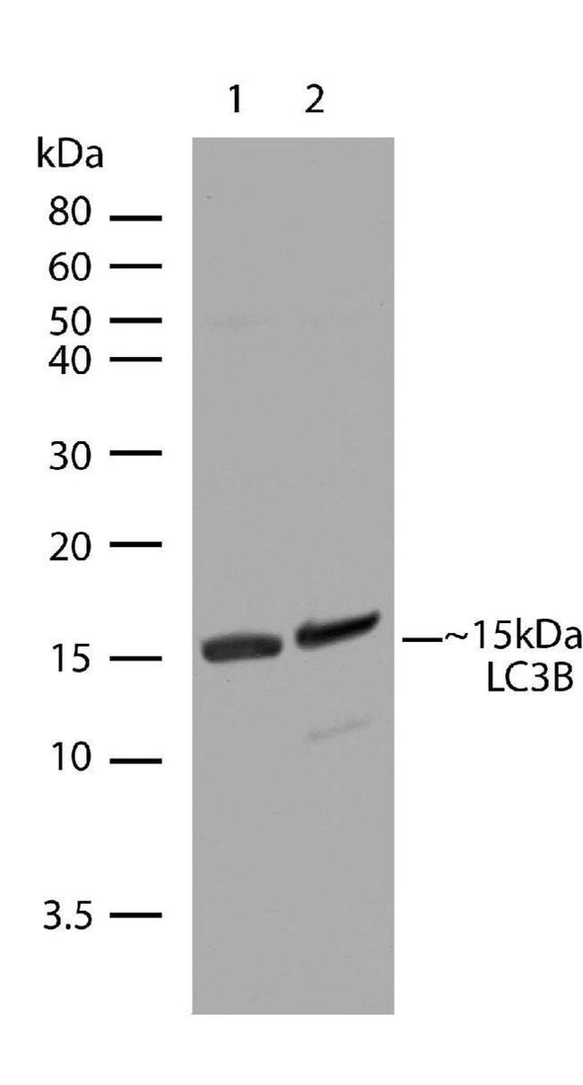 LC3B Antibody in Western Blot (WB)