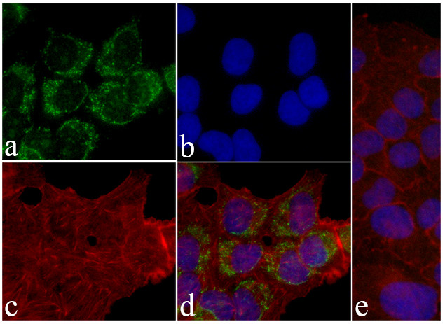 Phospho-EGFR (Tyr1068) Antibody in Immunocytochemistry (ICC/IF)