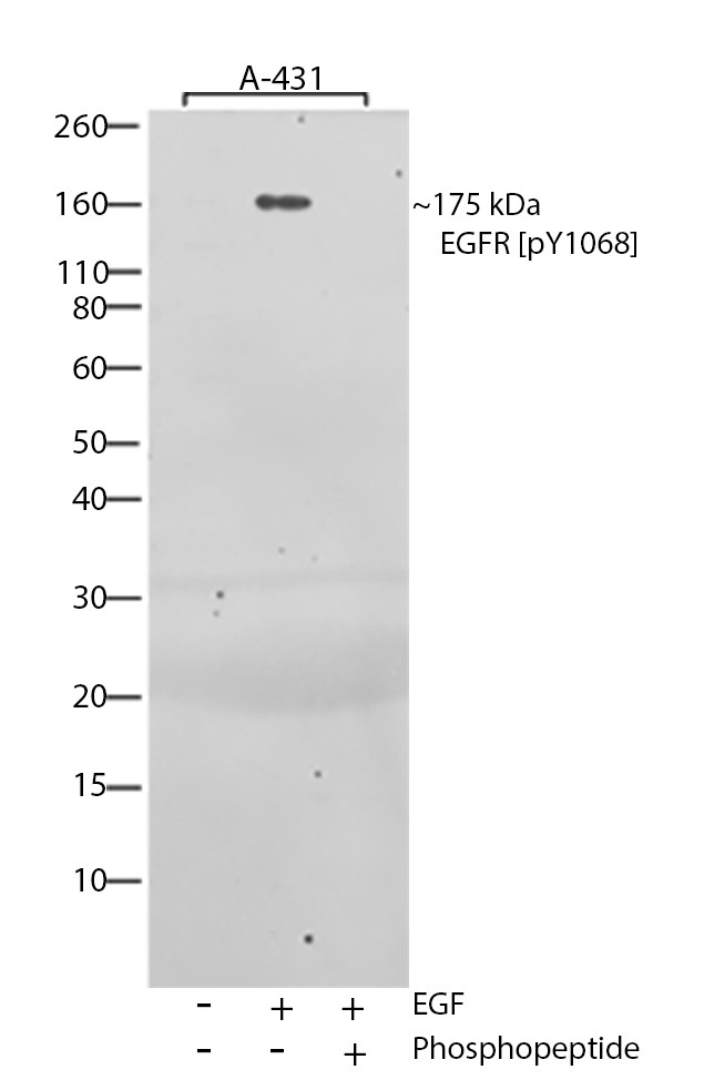 Phospho-EGFR (Tyr1068) Antibody in Western Blot (WB)