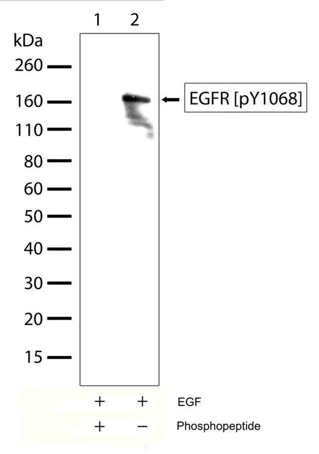 Phospho-EGFR (Tyr1068) Antibody in Western Blot (WB)