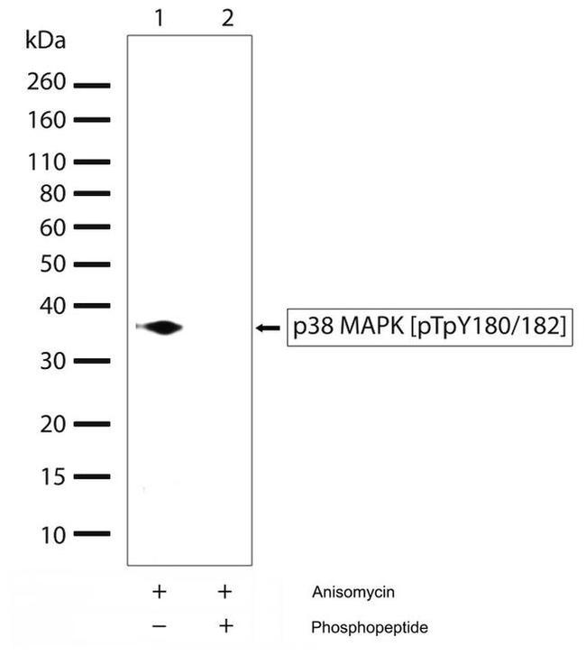 Phospho-p38 MAPK (Thr180, Tyr182) Antibody in Western Blot (WB)