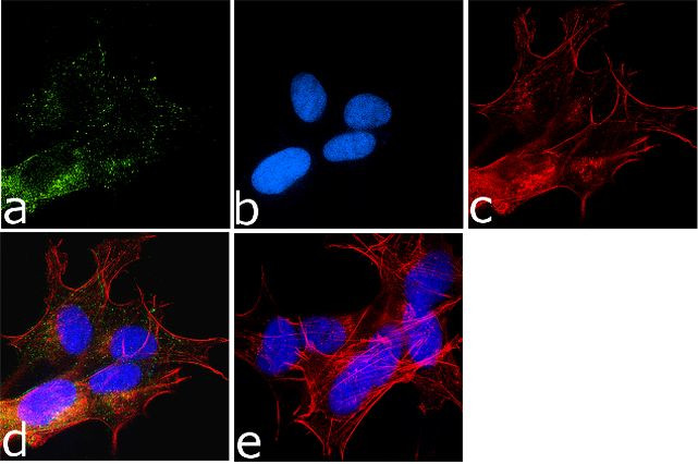 Phospho-LRRK2 (Ser935) Antibody in Immunocytochemistry (ICC/IF)