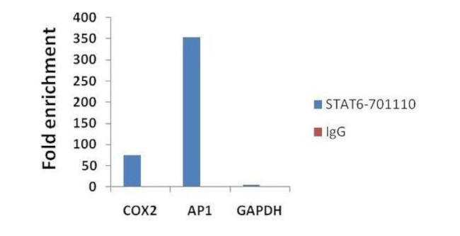 STAT6 Antibody