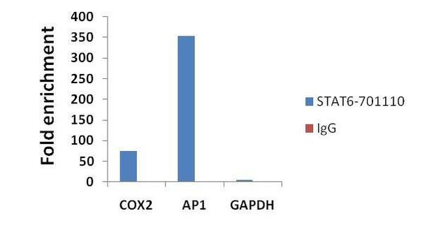 STAT6 Antibody in ChIP Assay (ChIP)