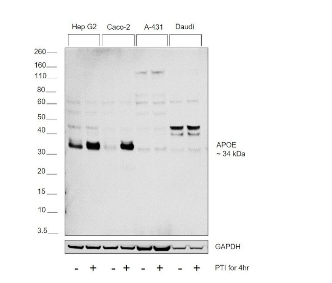 APOE Antibody