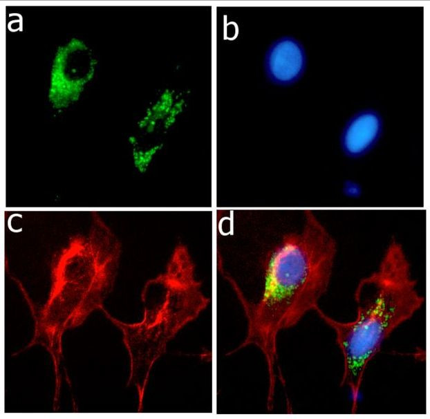 APOE Antibody in Immunocytochemistry (ICC/IF)