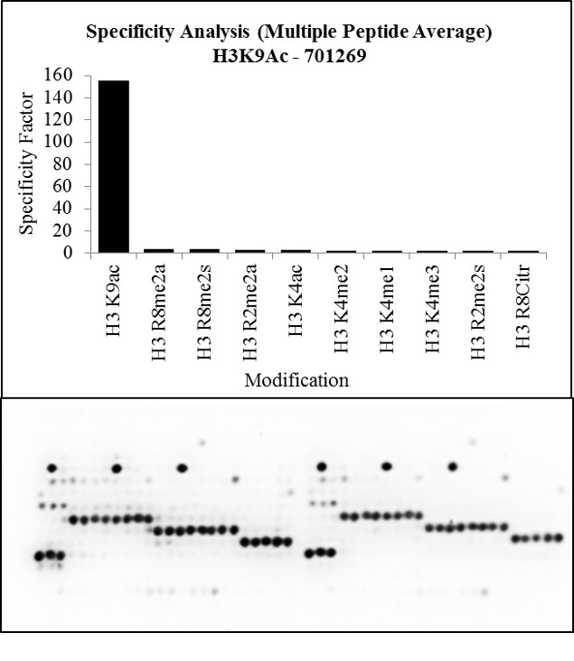 H3K9ac Antibody in Peptide array (ARRAY)