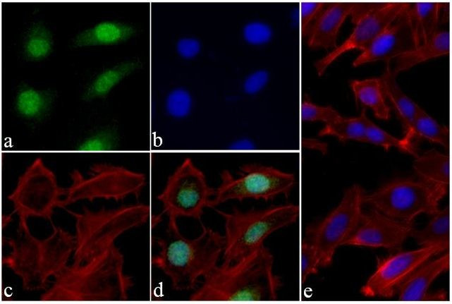 H3K9ac Antibody in Immunocytochemistry (ICC/IF)