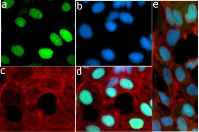 Phospho-Rb (Thr821) Antibody in Immunocytochemistry (ICC/IF)