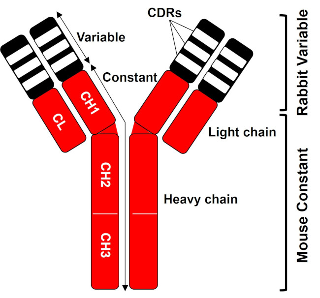 DYKDDDDK Tag Chimeric Antibody