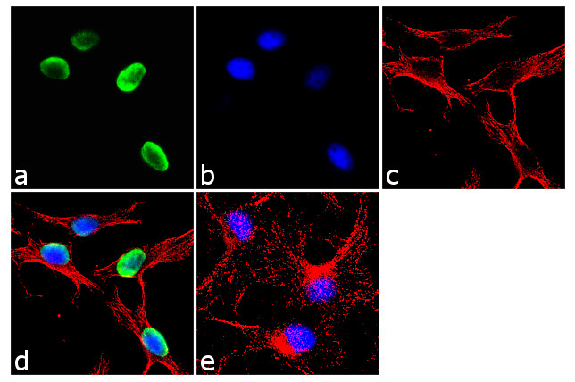 FOXA2 Antibody in Immunocytochemistry (ICC/IF)