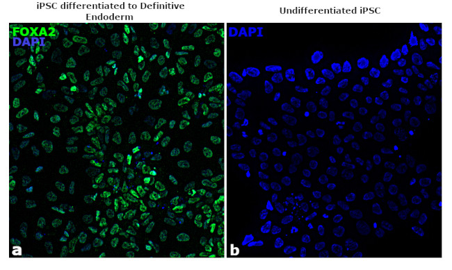 FOXA2 Antibody in Immunocytochemistry (ICC/IF)