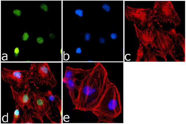 H3K36me1 Antibody in Immunocytochemistry (ICC/IF)