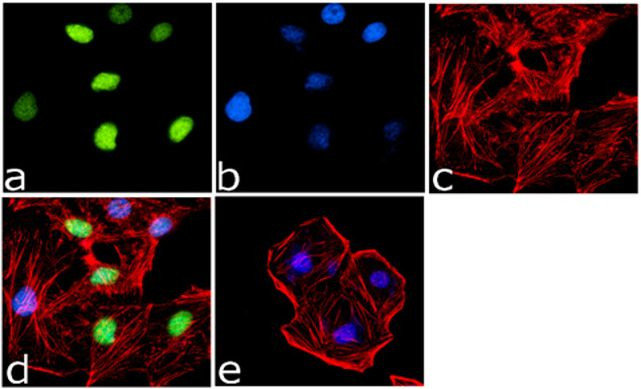 H4K20me3 Antibody in Immunocytochemistry (ICC/IF)