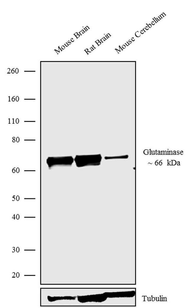 Glutaminase Antibody in Western Blot (WB)