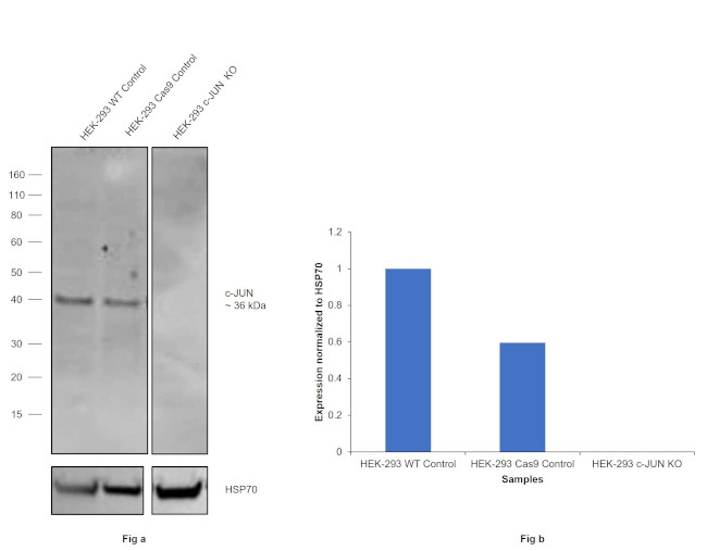 c-Jun Antibody