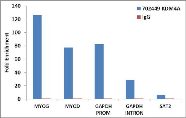 JMJD2A Antibody