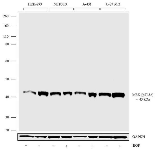 Phospho-MEK1 (Thr386) Antibody in Western Blot (WB)