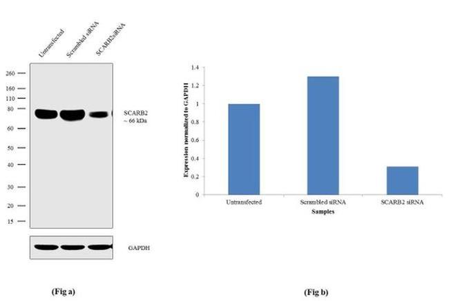 LIMP2 Antibody in Western Blot (WB)