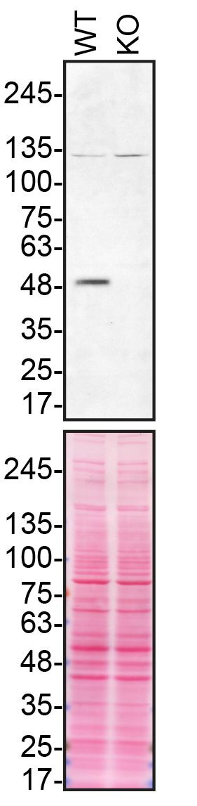 Parkin Antibody