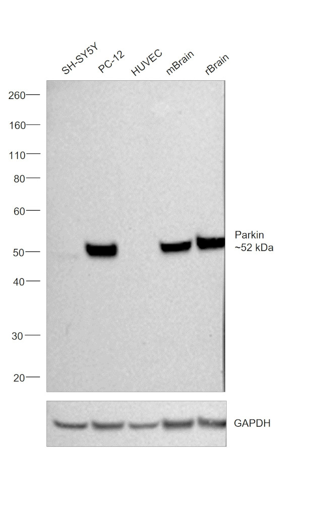 Parkin Antibody in Western Blot (WB)