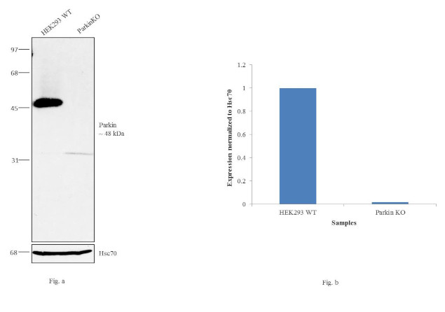 Parkin Antibody