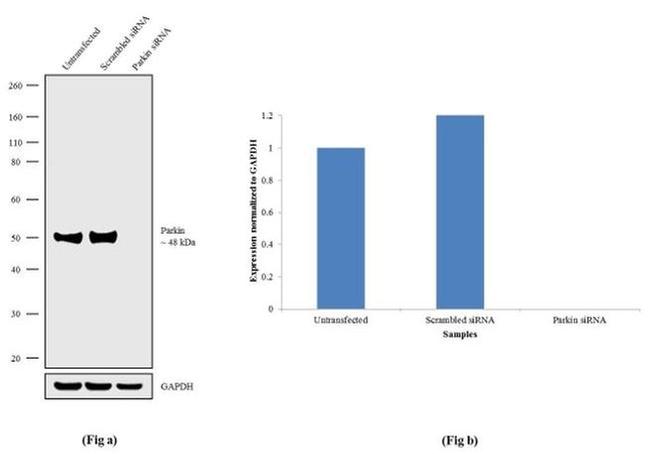 Parkin Antibody in Western Blot (WB)