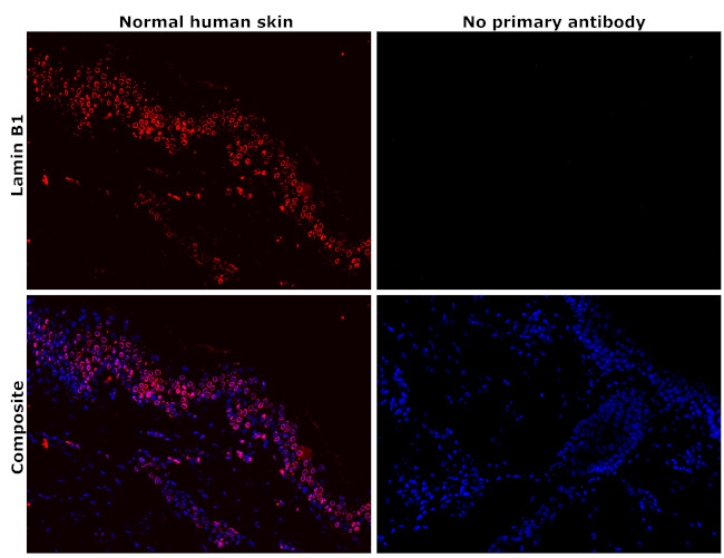 Lamin B1 Antibody in Immunohistochemistry (Paraffin) (IHC (P))