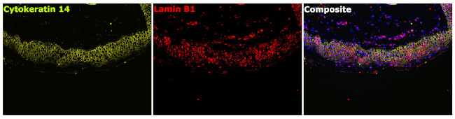 Lamin B1 Antibody in Immunohistochemistry (Paraffin) (IHC (P))