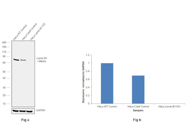 Lamin B1 Antibody