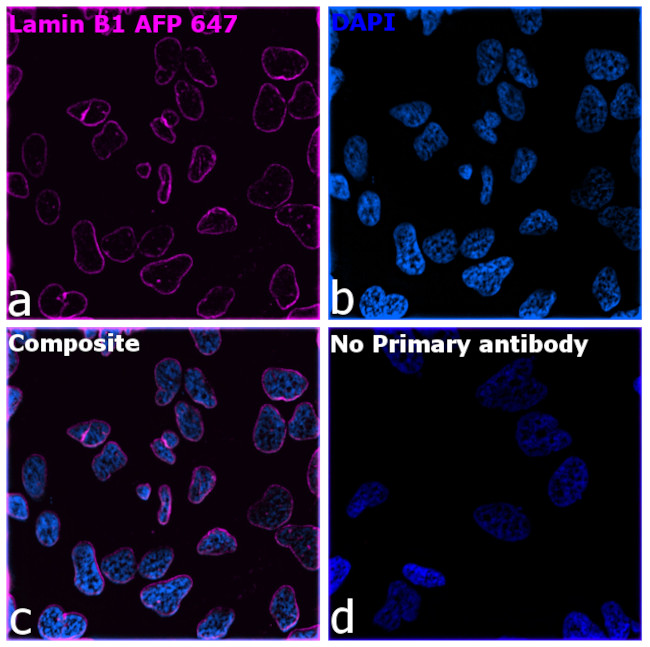 Lamin B1 Antibody in Immunocytochemistry (ICC/IF)