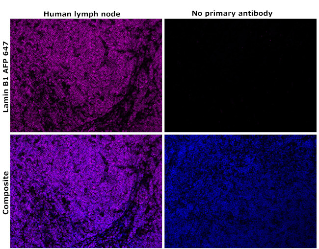 Lamin B1 Antibody in Immunohistochemistry (Paraffin) (IHC (P))