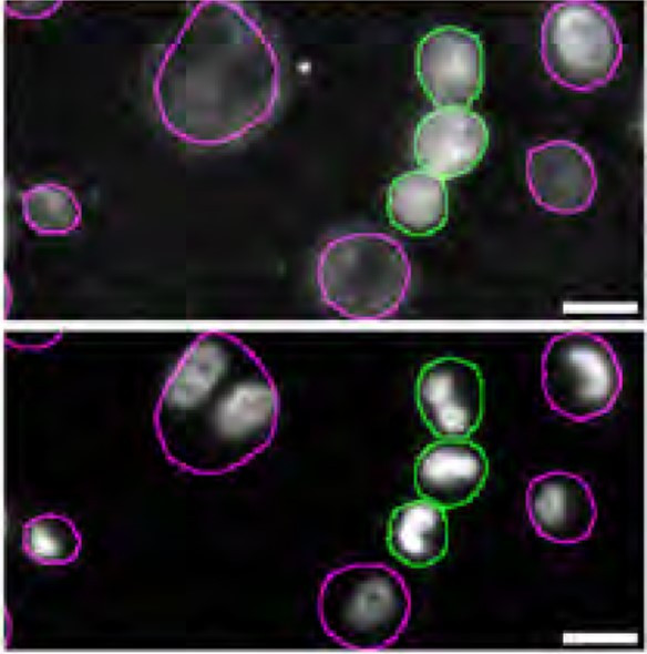 STING Antibody in Immunocytochemistry (ICC/IF)