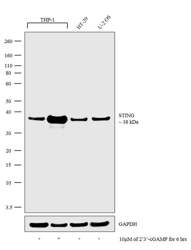 STING Antibody in Western Blot (WB)