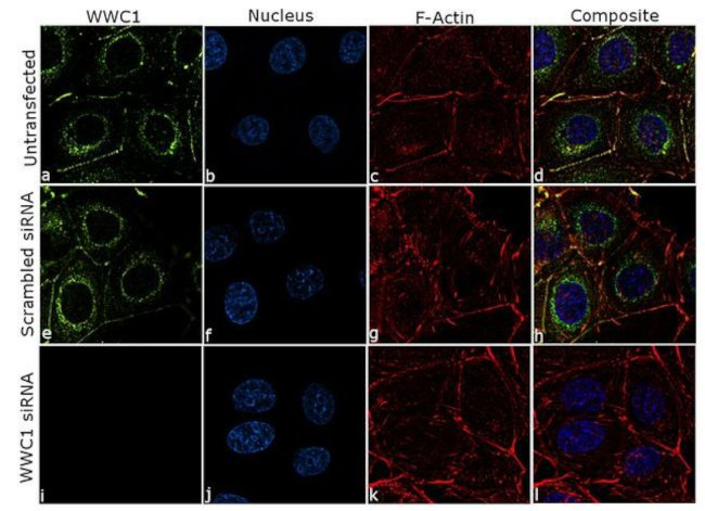 WWC1 Antibody