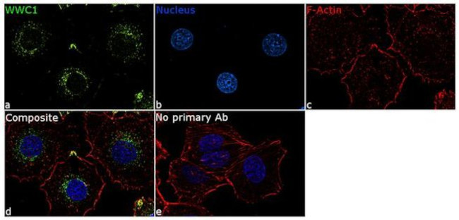 WWC1 Antibody in Immunocytochemistry (ICC/IF)